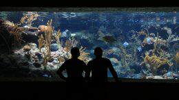 Cattolica, visita all'acquario Le Navi