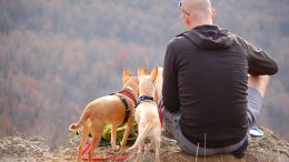 In viaggio con il cane